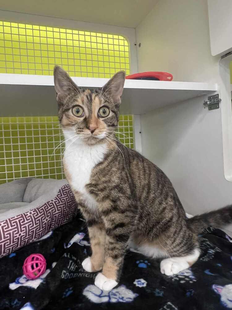 Enlarge Chutney, a Adoptable Domestic Short Hair in Youngsville, NC image 4/6