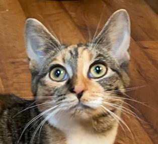 Enlarge Chutney, a Adoptable Domestic Short Hair in Youngsville, NC image 5/6