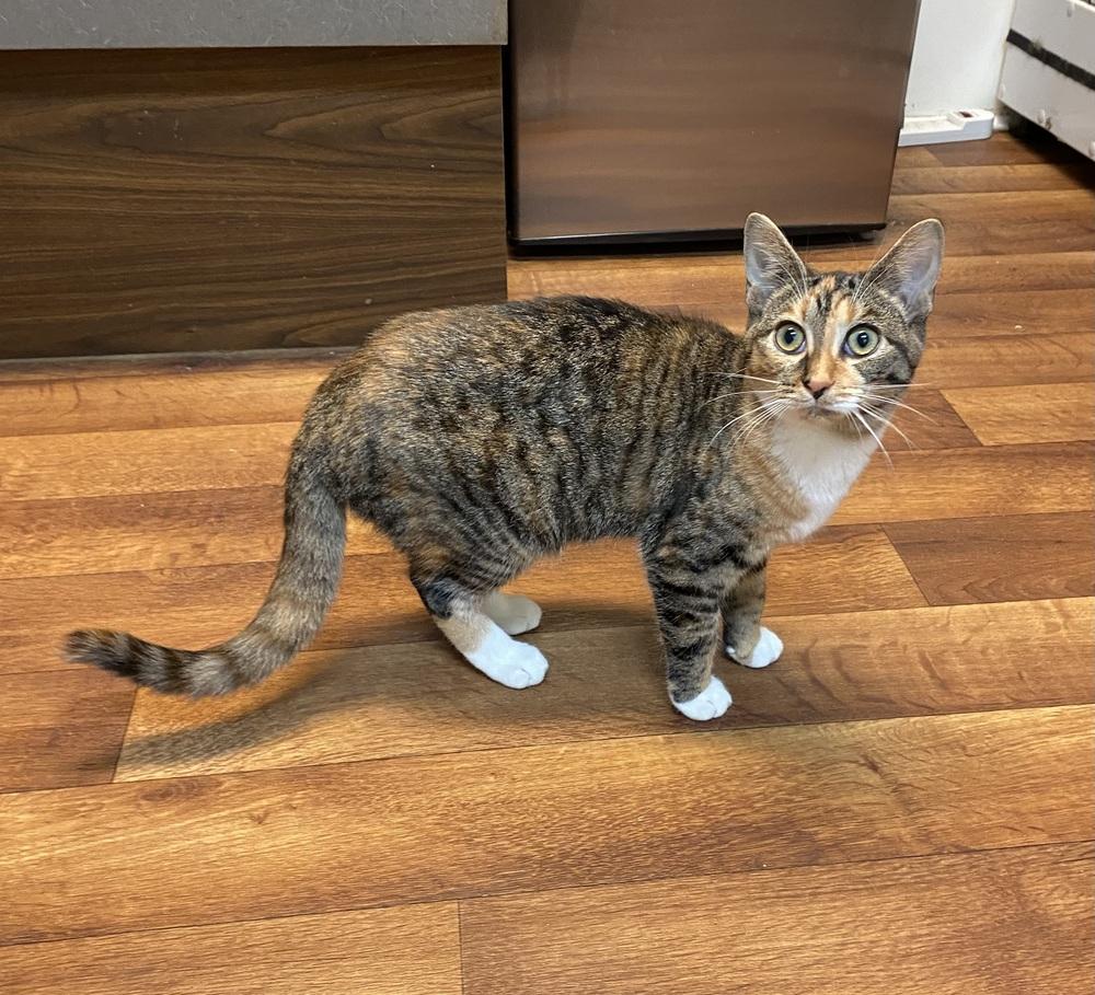 Enlarge Chutney, a Adoptable Domestic Short Hair in Youngsville, NC image 6/6