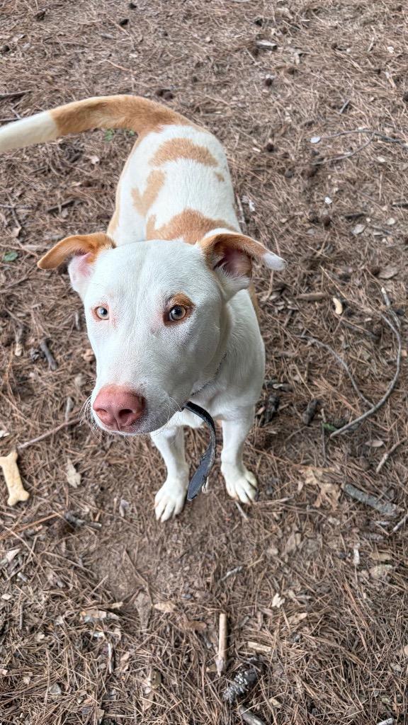 Enlarge Harvey, a Adoptable mixed breed in Little Rock, AR image 1/3
