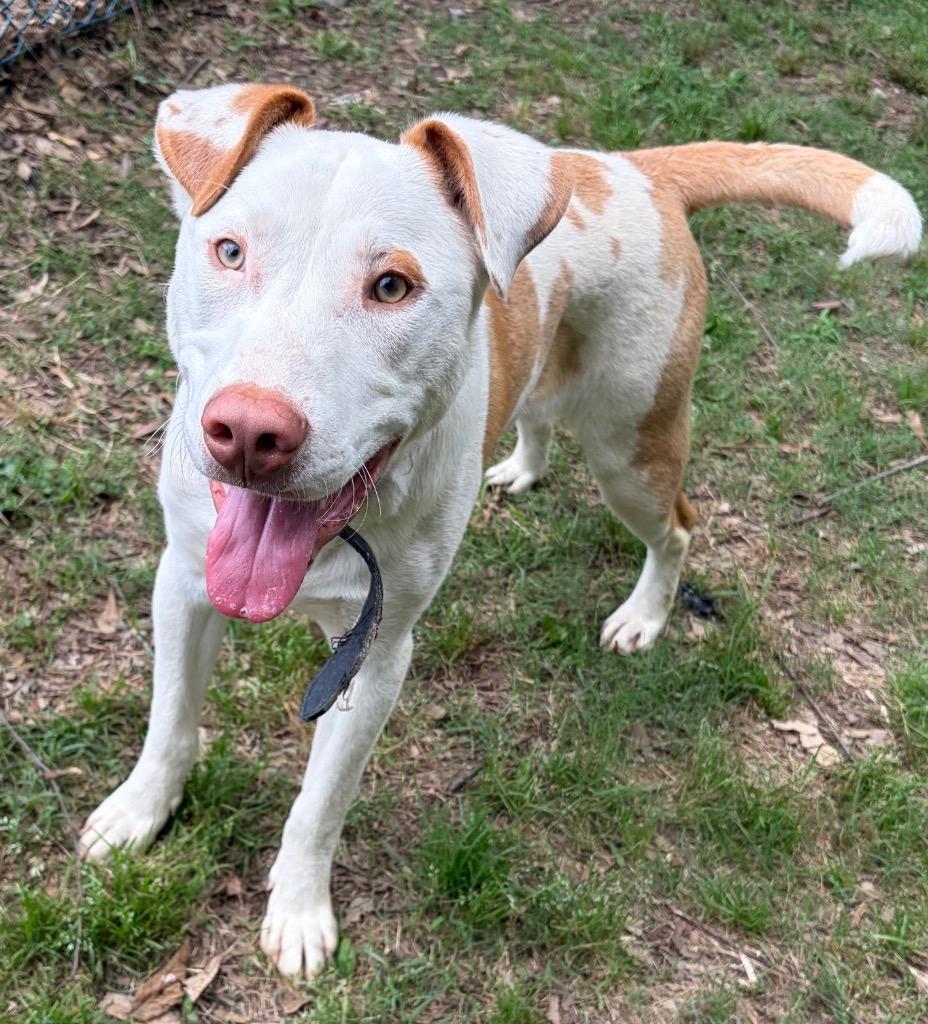 Enlarge Harvey, a Adoptable mixed breed in Little Rock, AR image 2/3