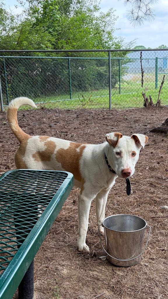 Enlarge Harvey, a Adoptable mixed breed in Little Rock, AR image 3/3