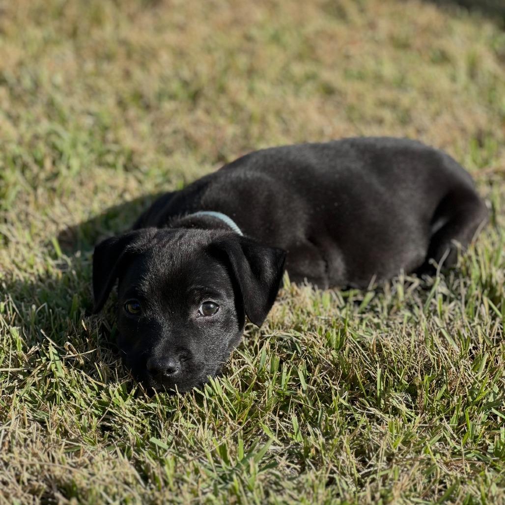 Enlarge Luna, a Adoptable Labrador Retriever in Wiggins, MS image 1/1