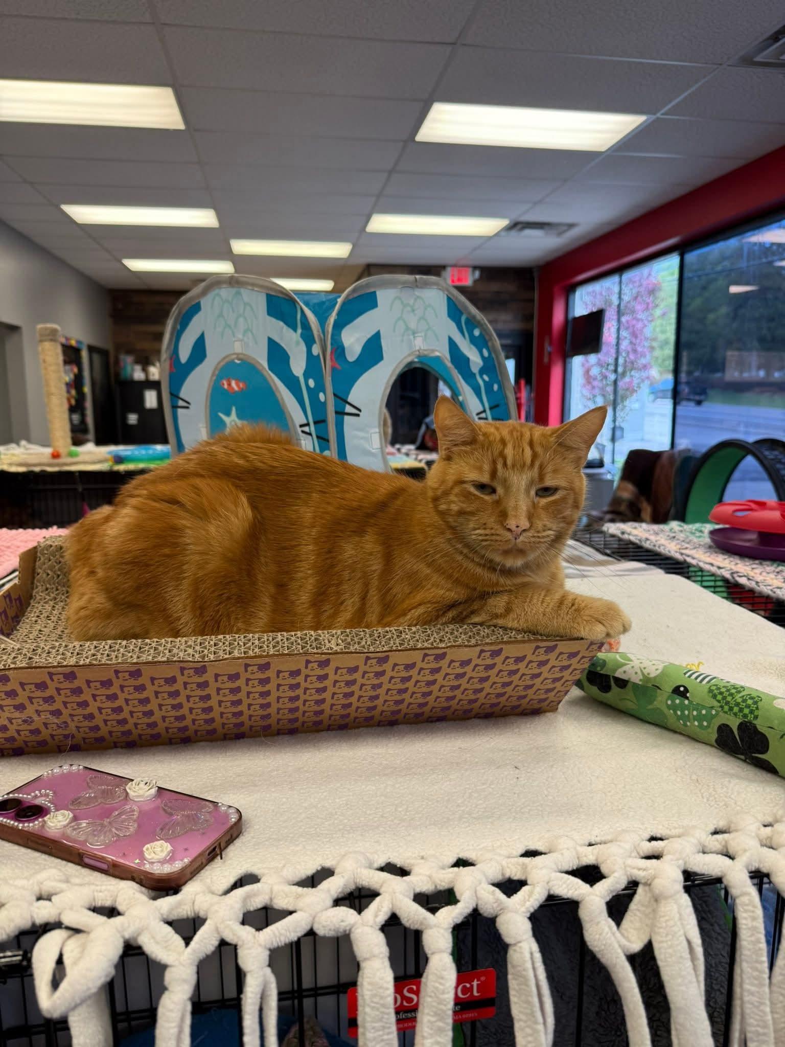 Enlarge Mooska, an adopted Domestic Short Hair in Hamburg, NY image 2/2