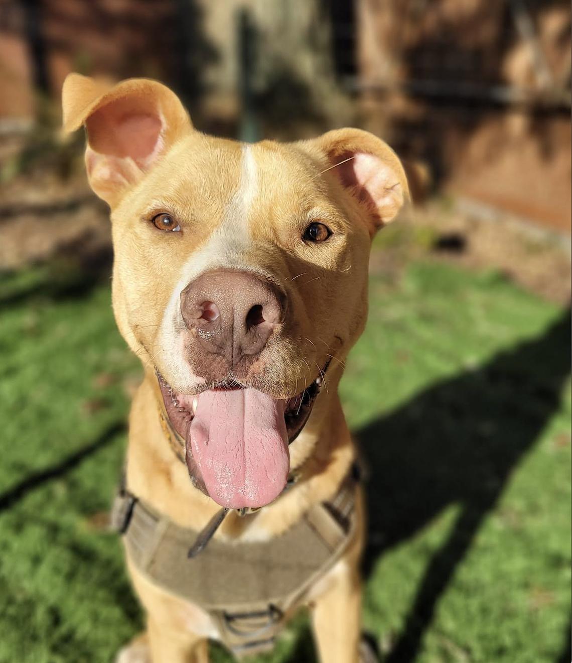 Wyatt Earp, a Adoptable Pit Bull Terrier in PORTLAND, OR image 6/6