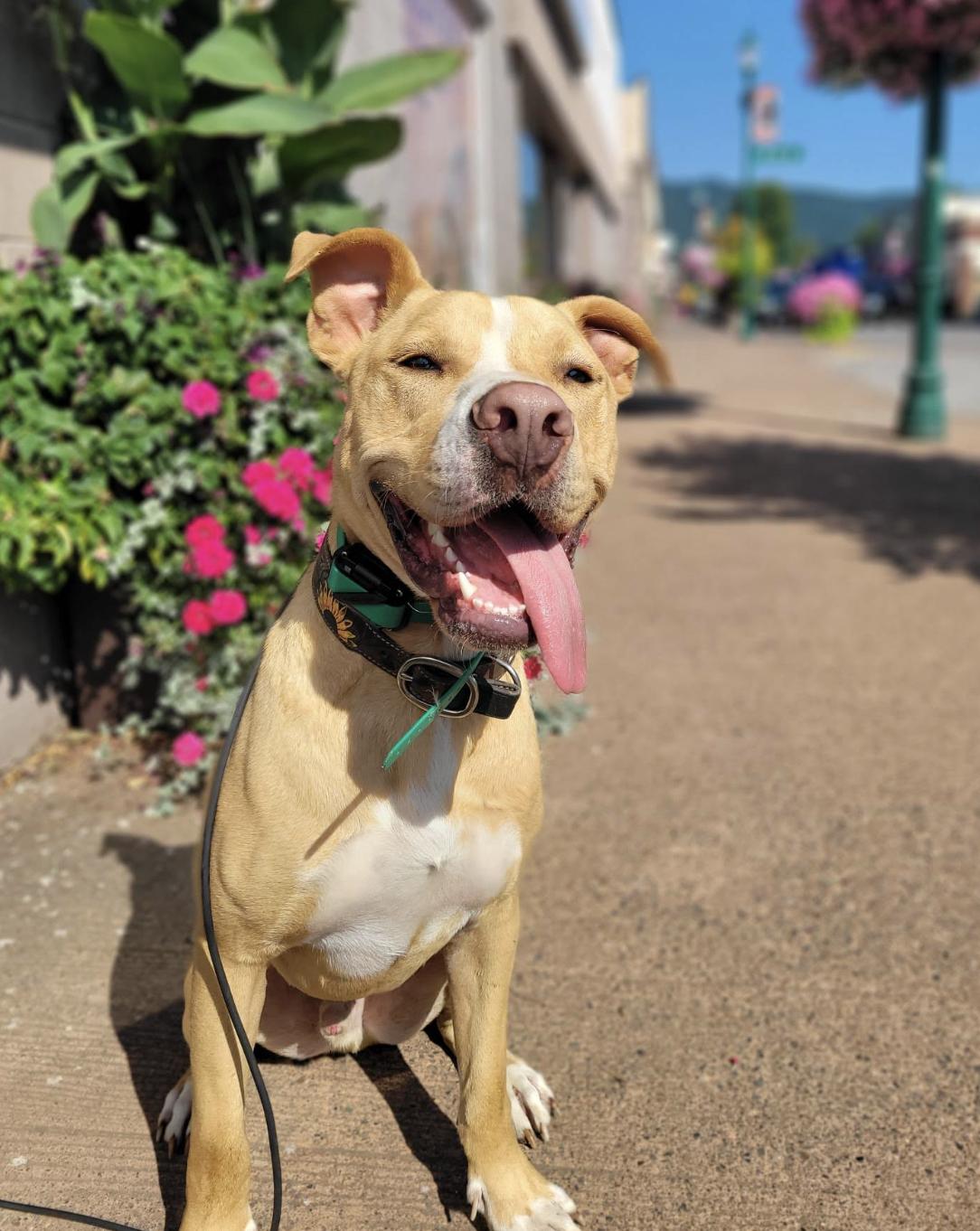 Wyatt Earp, a Adoptable Pit Bull Terrier in PORTLAND, OR image 2/6