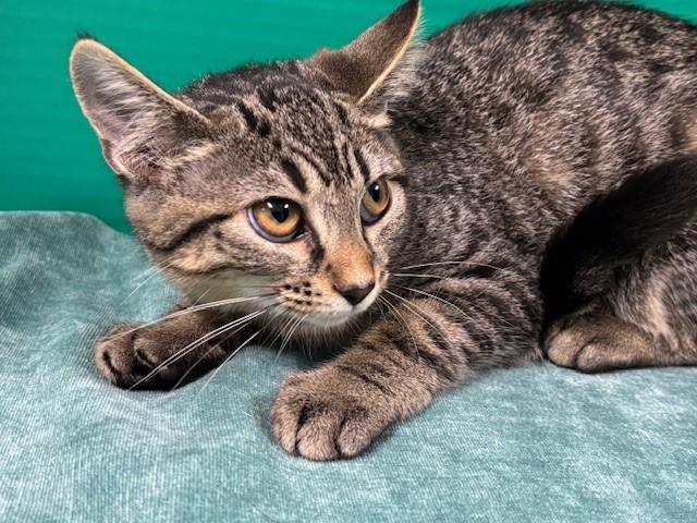 Captain Finn, Adoptable, Kitten Female Domestic Short Hair.