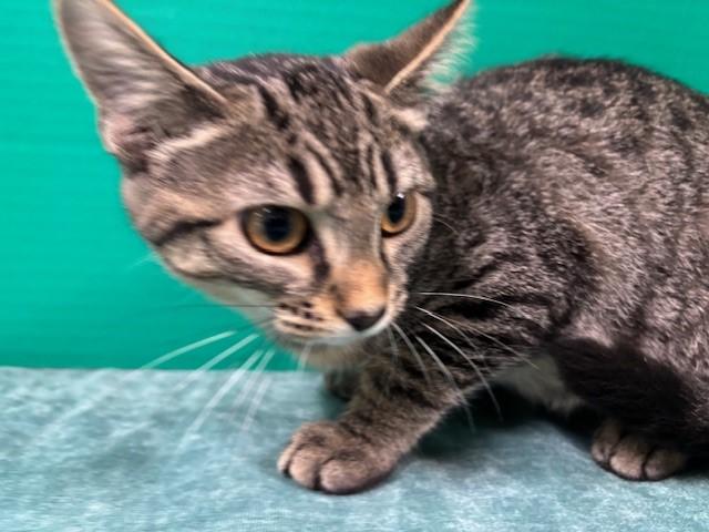 Enlarge Captain Finn, a Adoptable Domestic Short Hair in Hawk Point, MO image 2/4