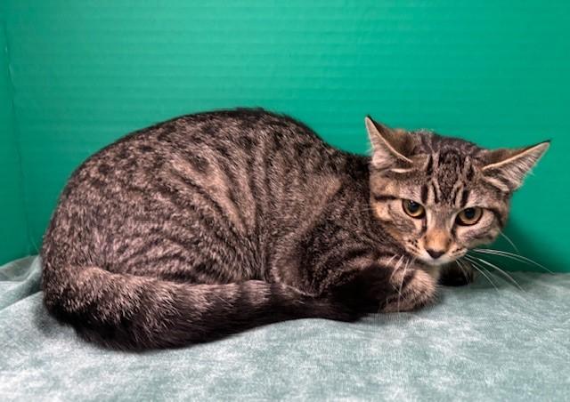 Enlarge Captain Finn, a Adoptable Domestic Short Hair in Hawk Point, MO image 3/4