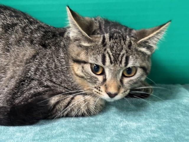 Enlarge Captain Finn, a Adoptable Domestic Short Hair in Hawk Point, MO image 4/4