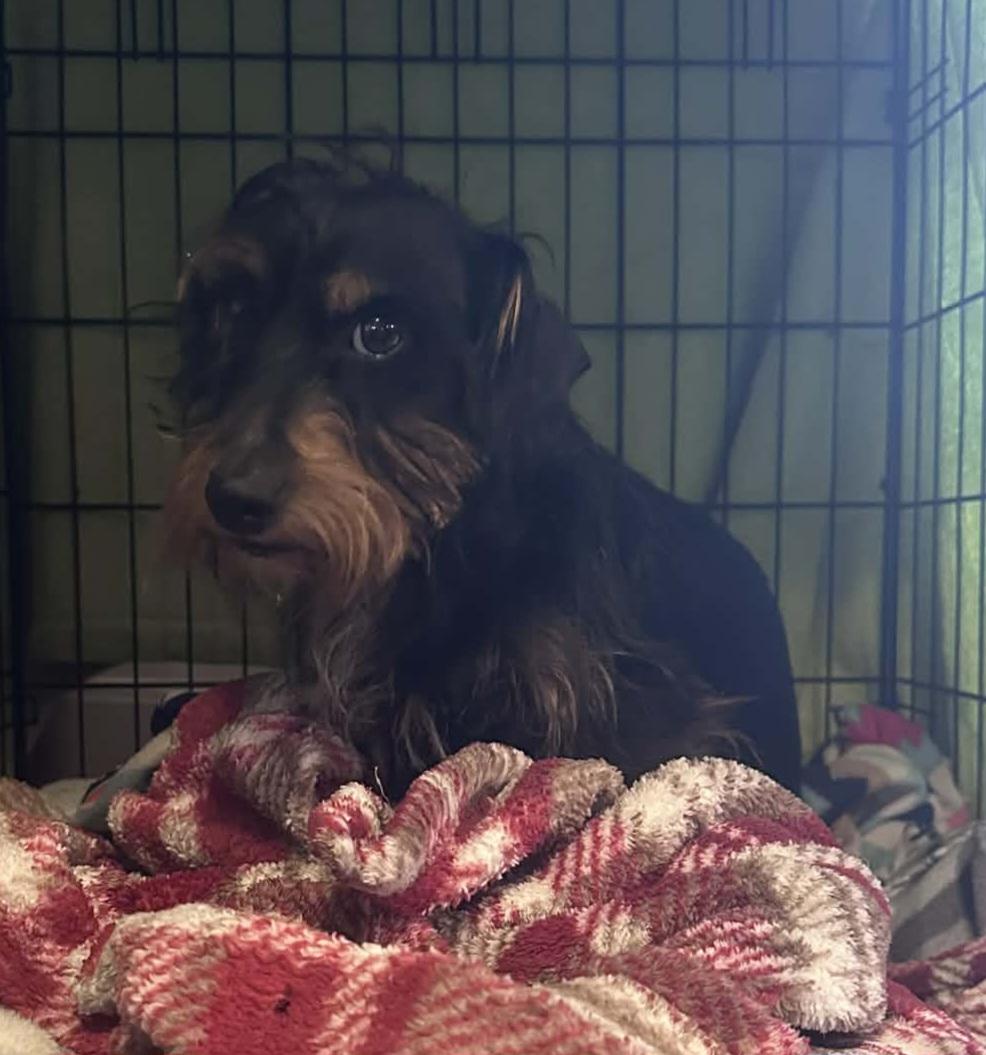 Enlarge Flash, an adopted mixed breed in Grand Rapids, MI image 1/1