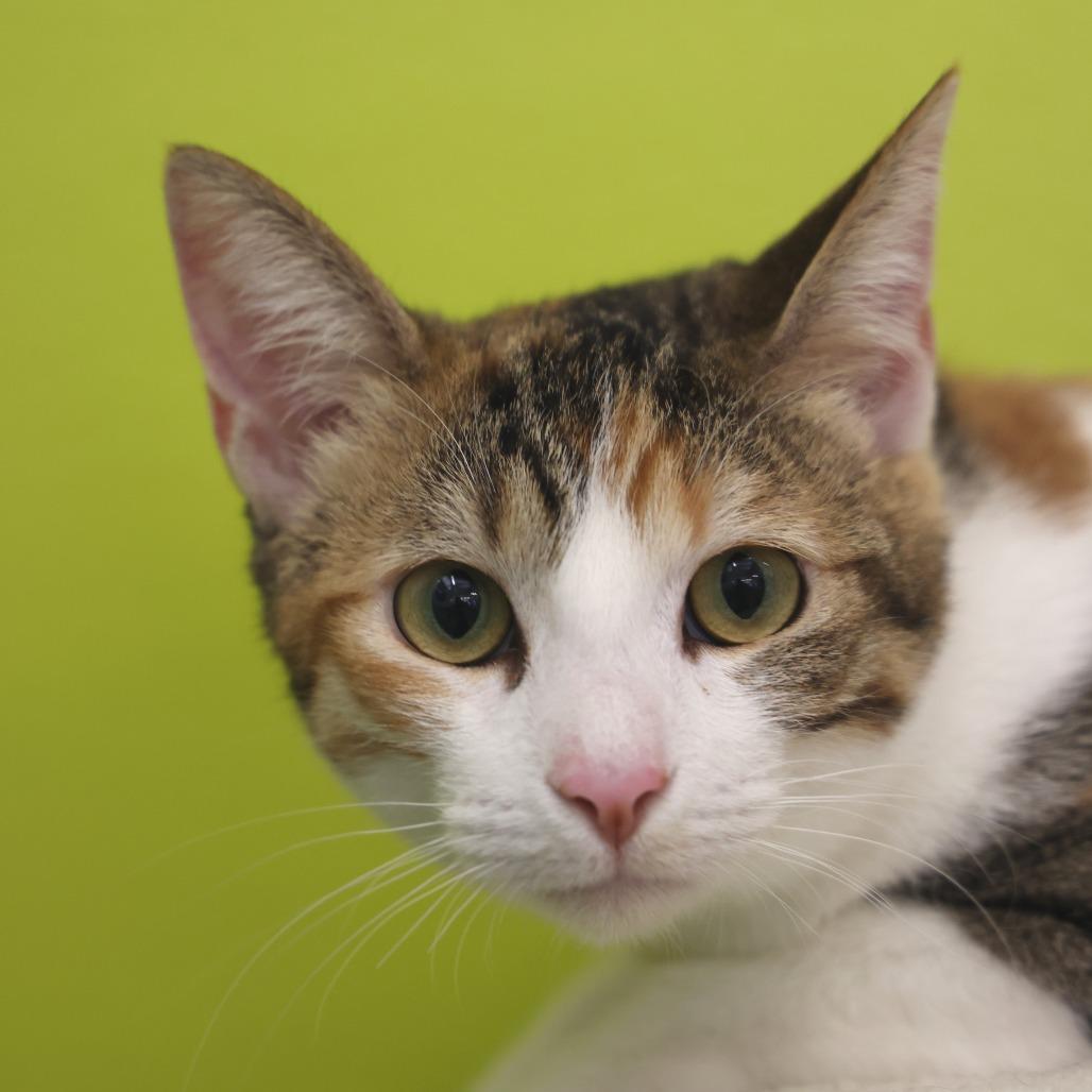 Sofia — thumbnail 3