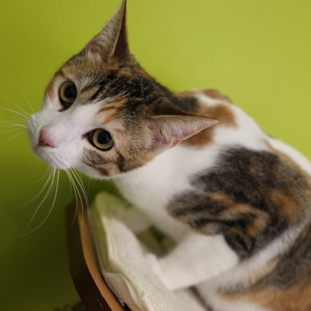 Sofia — thumbnail 4