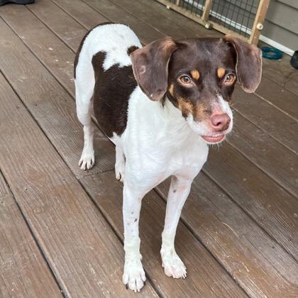 Enlarge Matilda, a Adoptable mixed breed in Munster, IN image 1/1