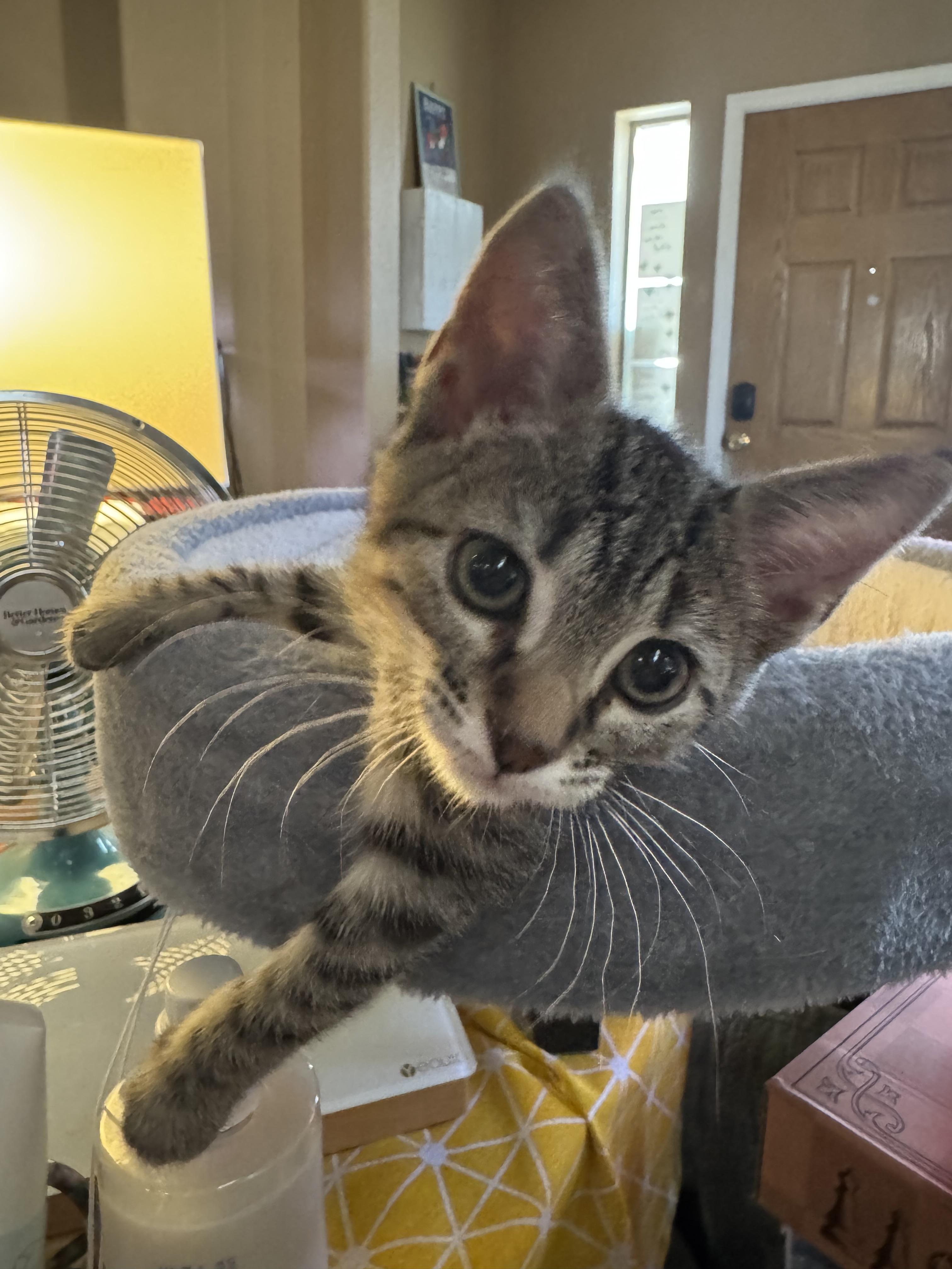 Cheese Curd, a Adoptable Domestic Short Hair in Chandler, AZ image 1/3