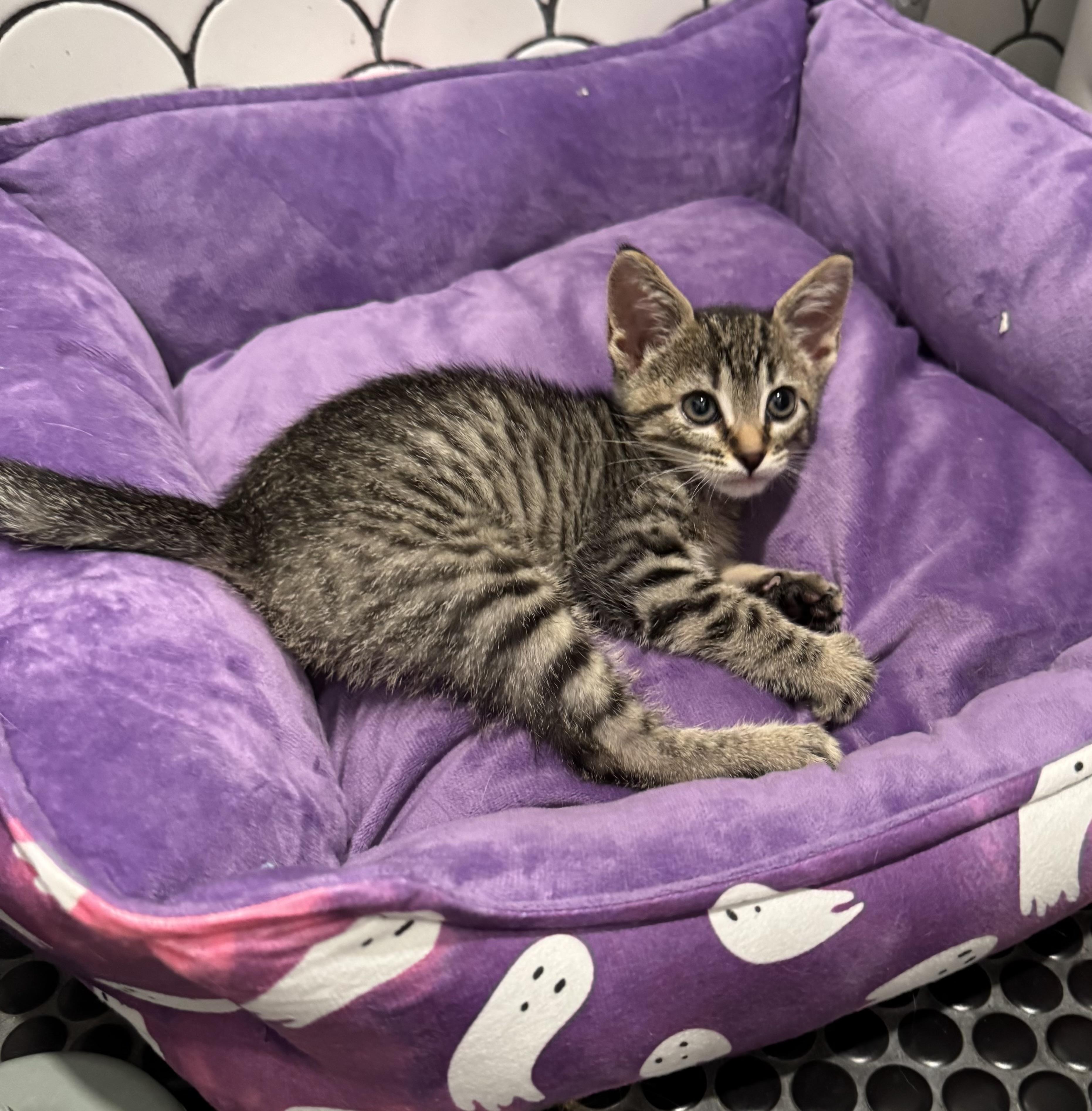 Cheese Curd, a Adoptable Domestic Short Hair in Chandler, AZ image 3/3