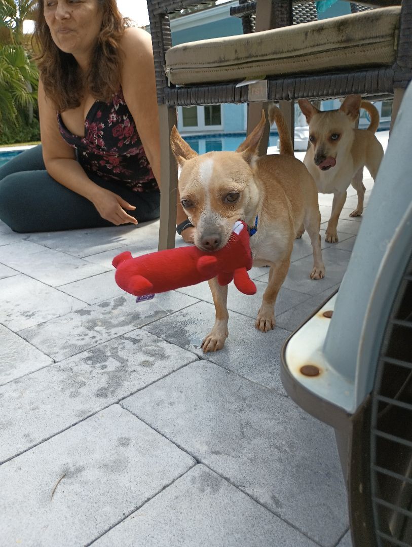 Talia Rose, Adoptable, Adult Female Chiweenie.