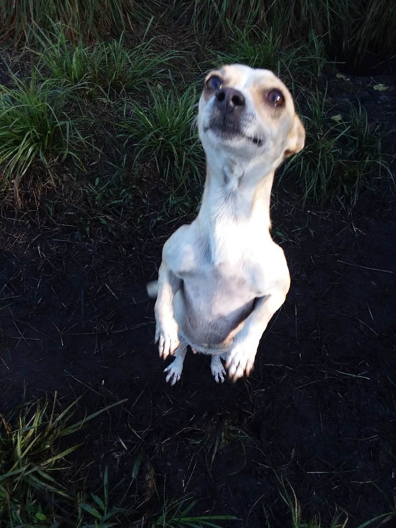 Talia Rose, a Adoptable Chiweenie in Boca Raton, FL image 2/6