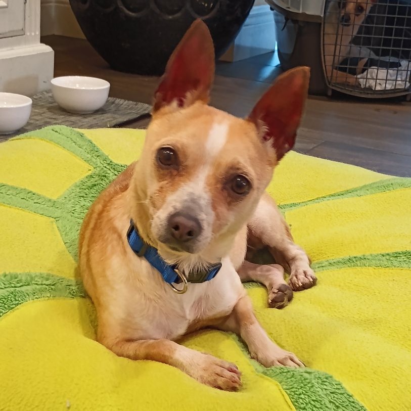 Talia Rose, a Adoptable Chiweenie in Boca Raton, FL image 3/6