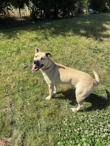 Enlarge BLUE, a Adoptable mixed breed in San Martin, CA image 1/1