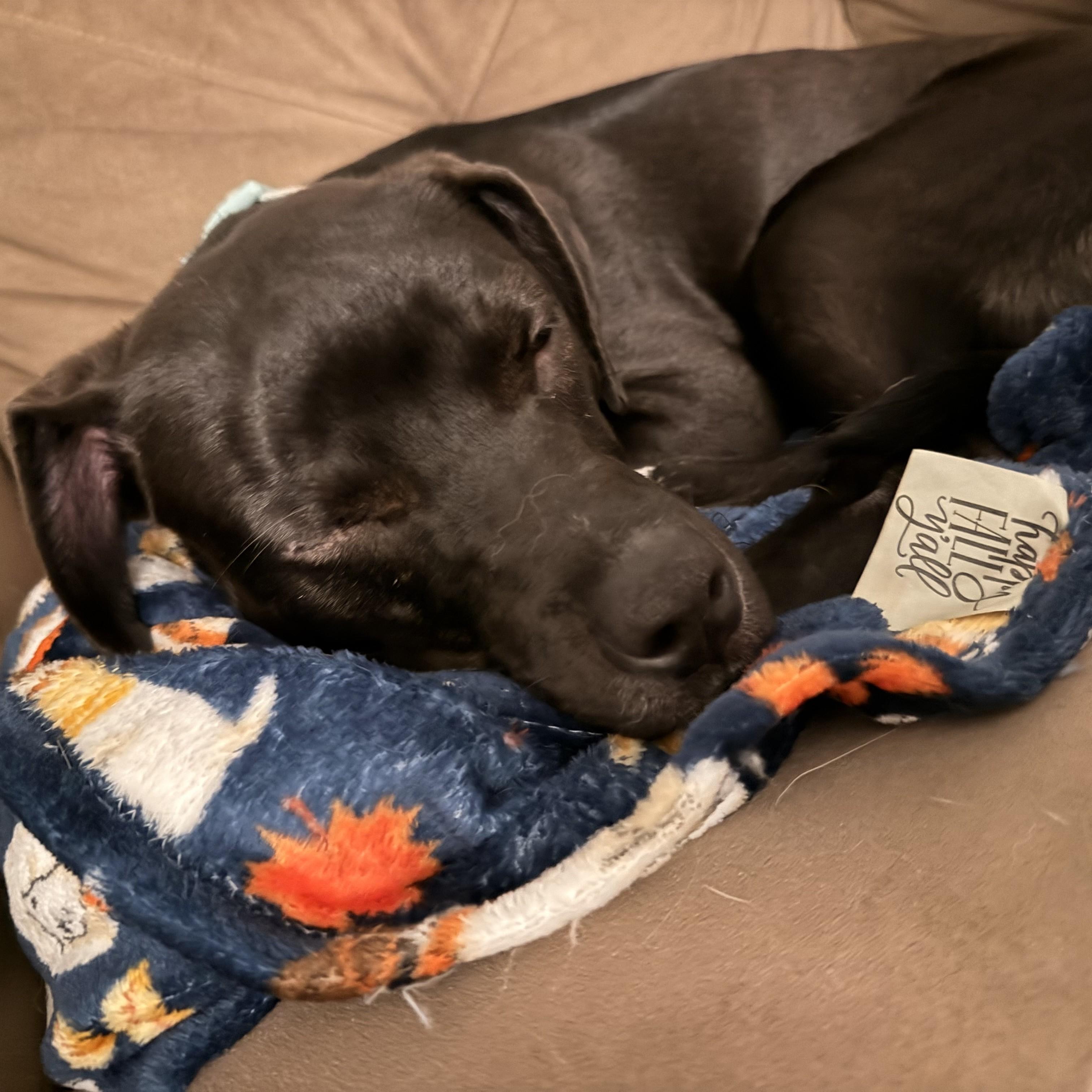 Opal, a ADOPTABLE Mixed Breed in Midland, MI image 3/6