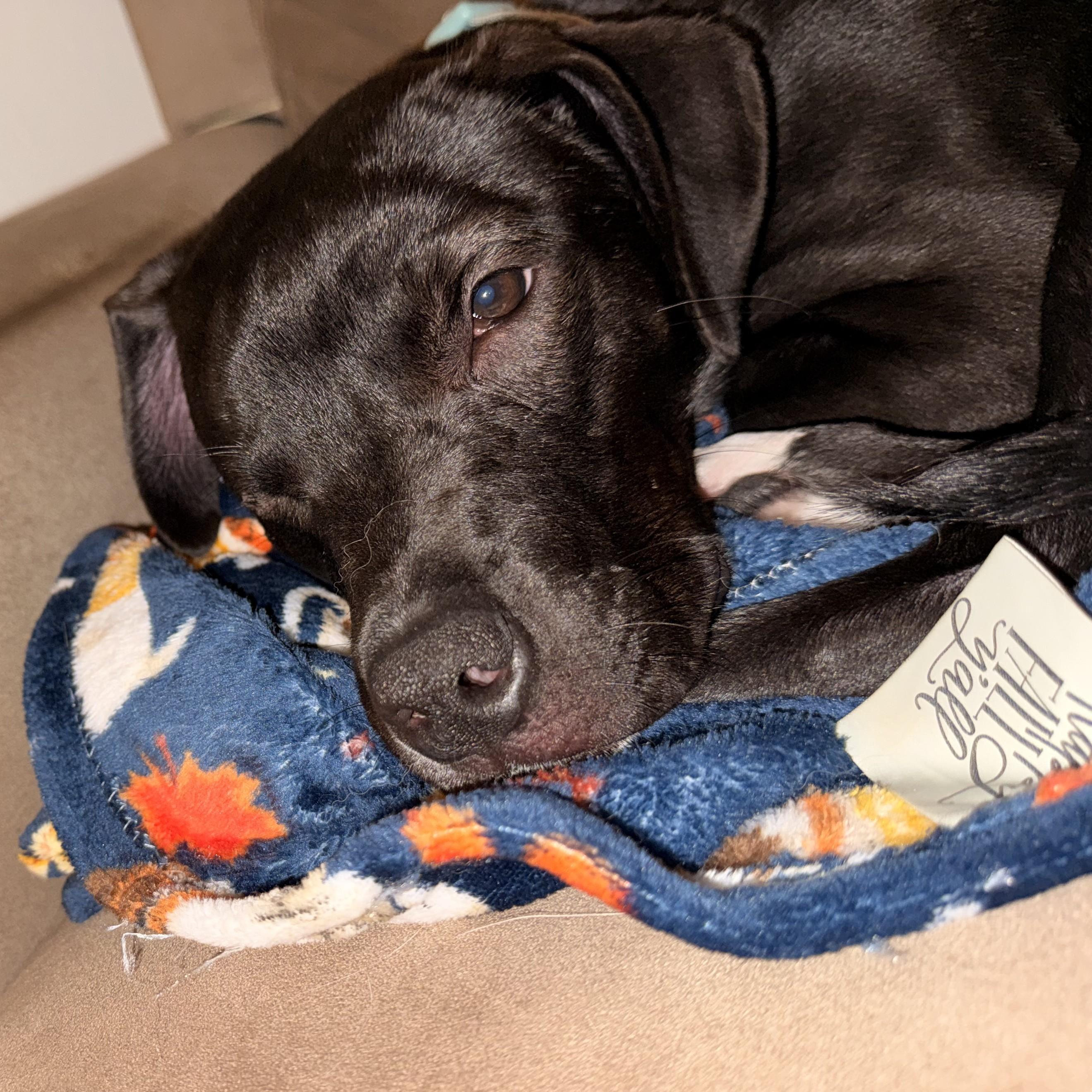 Opal, a ADOPTABLE Mixed Breed in Midland, MI image 4/6