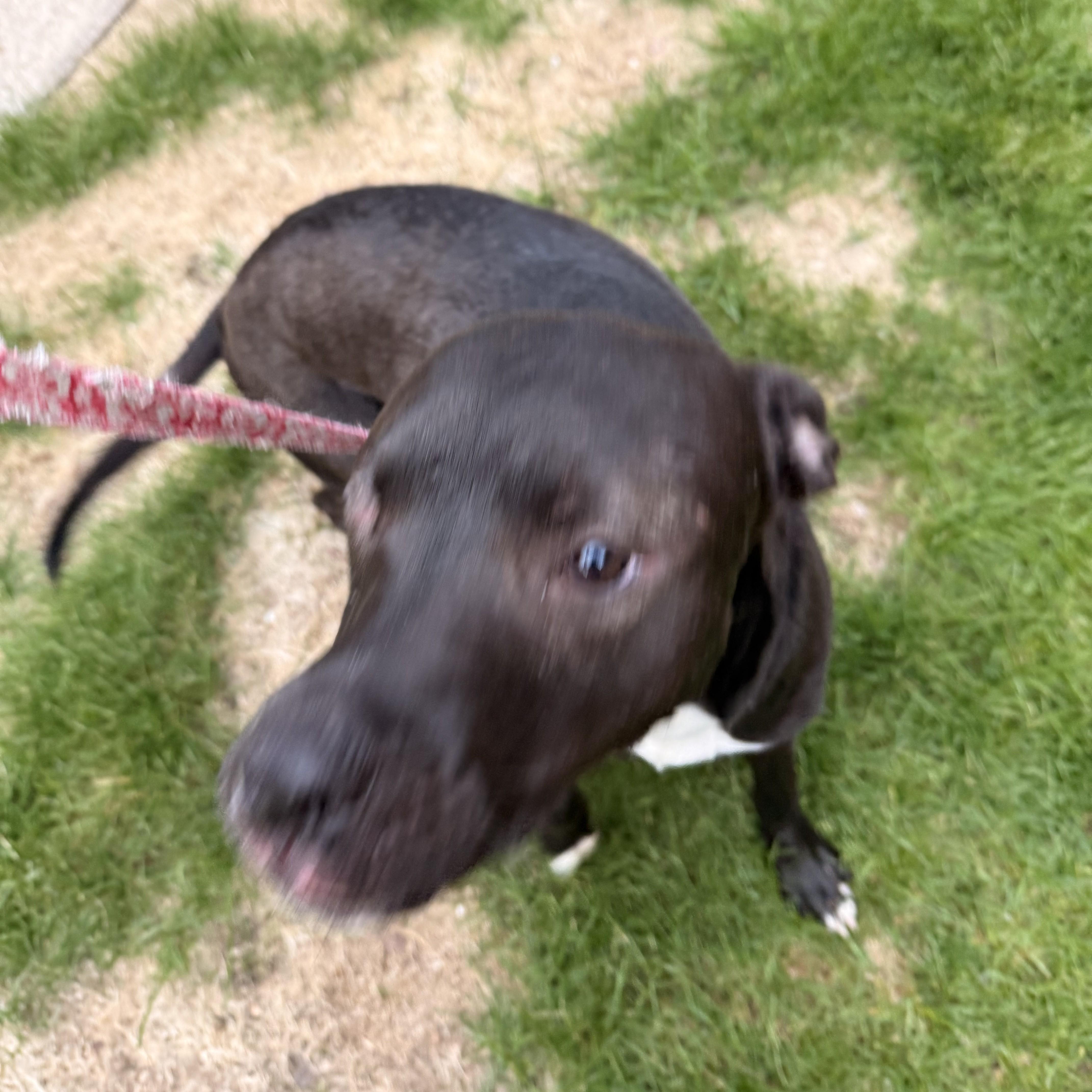 Opal, a ADOPTABLE Mixed Breed in Midland, MI image 2/6