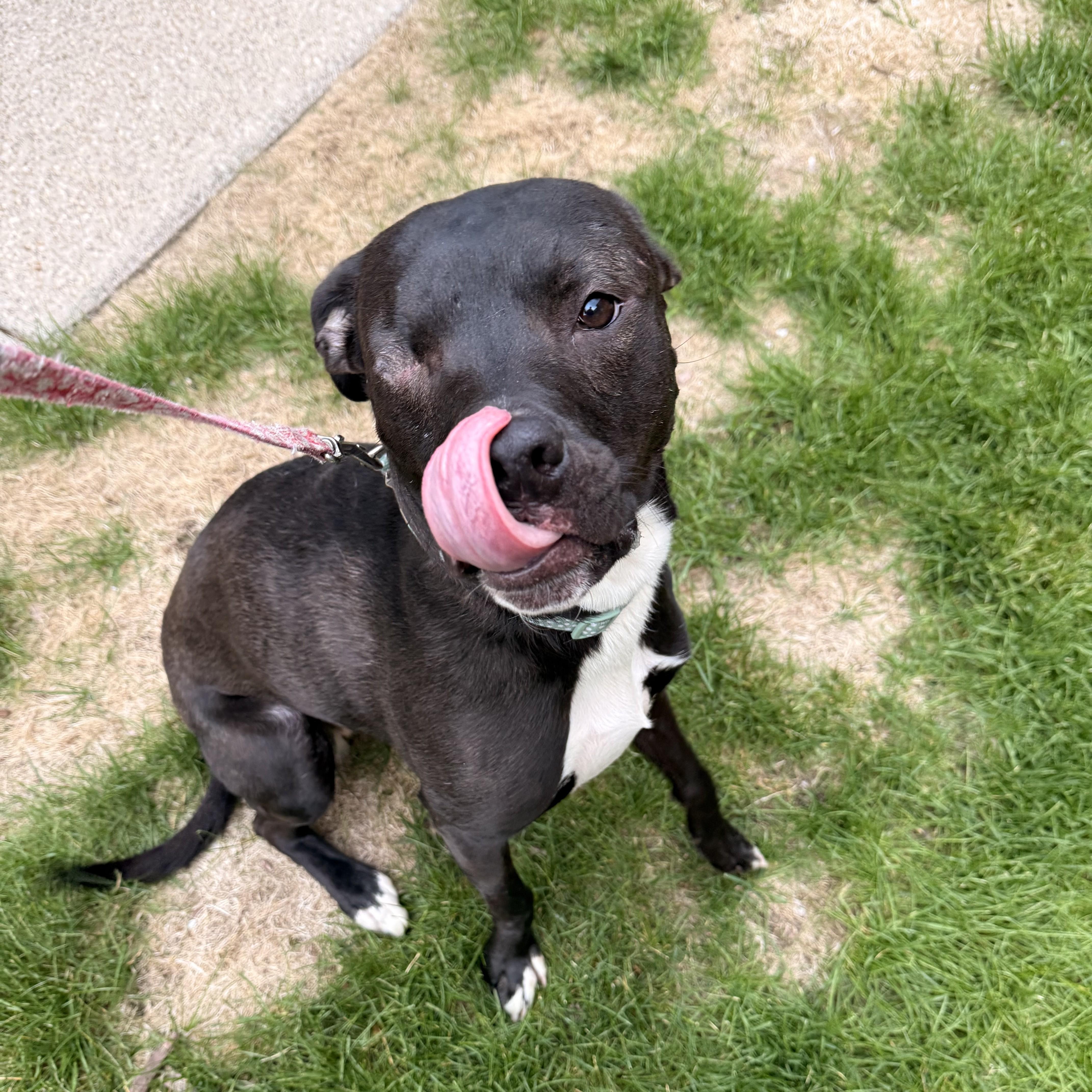 Opal, a ADOPTABLE Mixed Breed in Midland, MI image 1/6