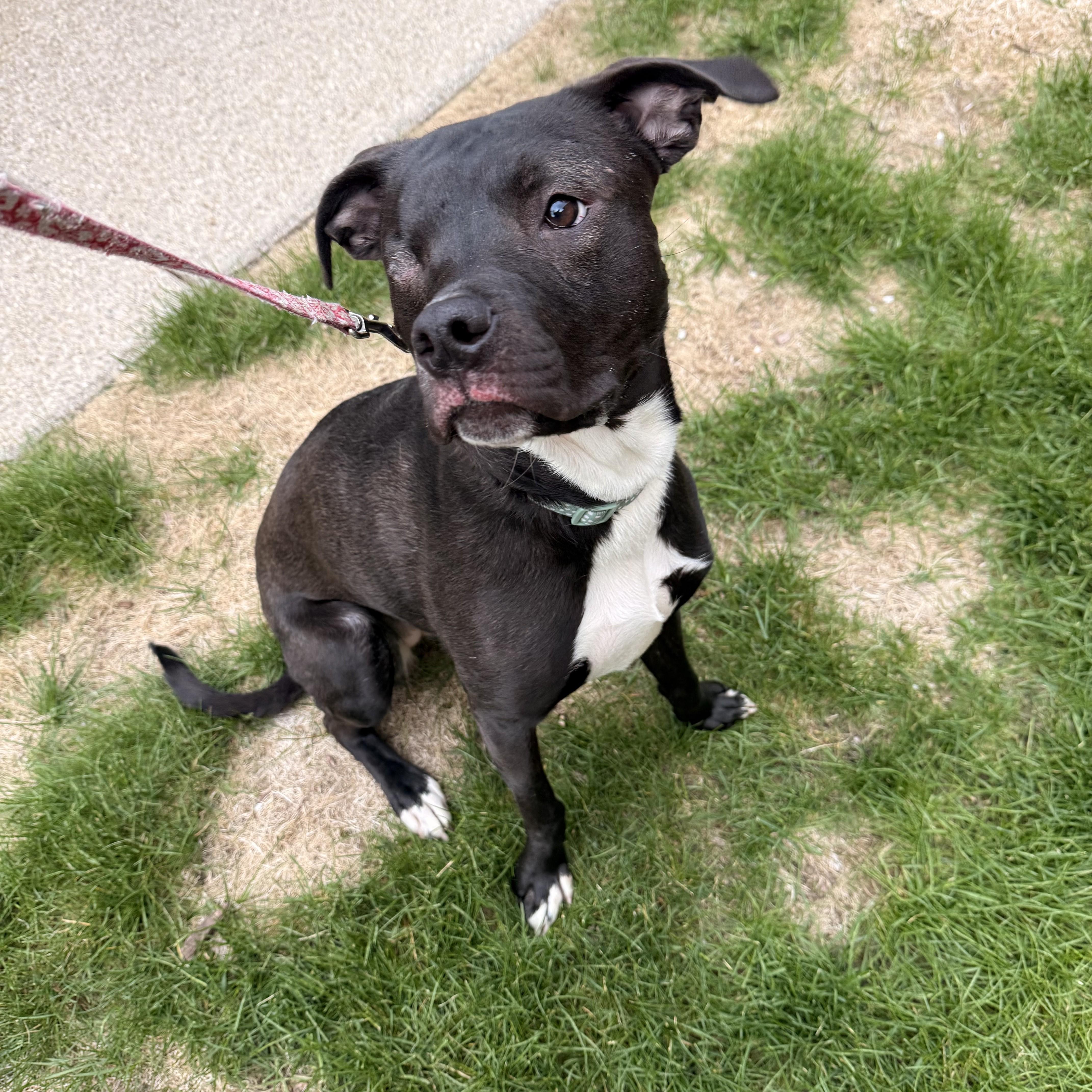 Opal, a ADOPTABLE Mixed Breed in Midland, MI image 6/6