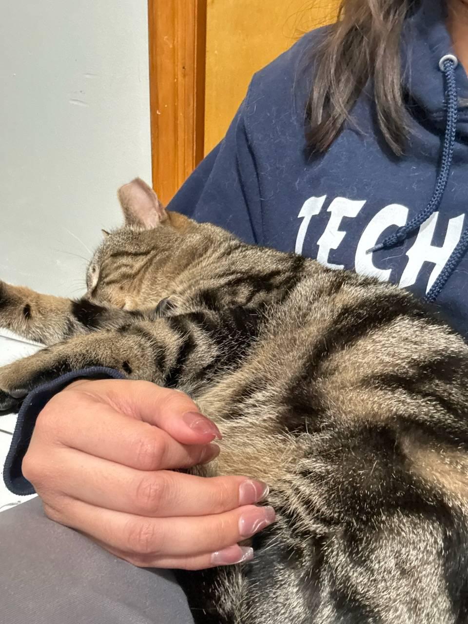 Enlarge Romeo, a ADOPTABLE Domestic Short Hair in Florham Park, NJ image 2/4