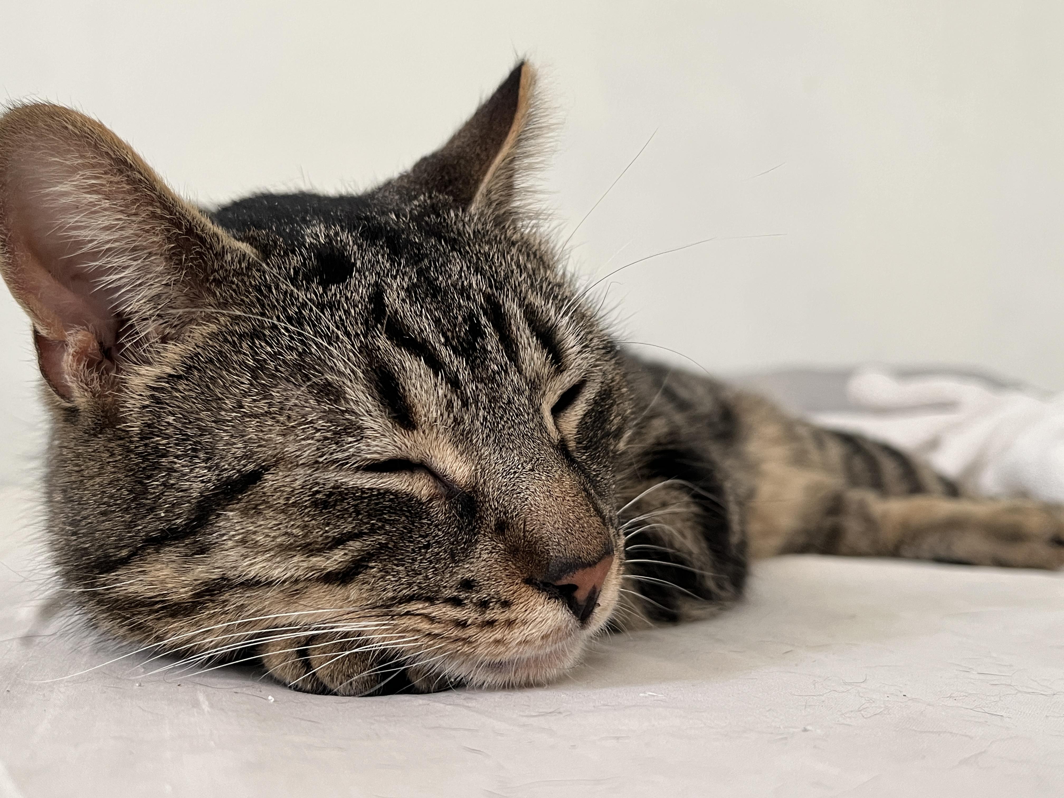 Enlarge Romeo, a ADOPTABLE Domestic Short Hair in Florham Park, NJ image 6/6