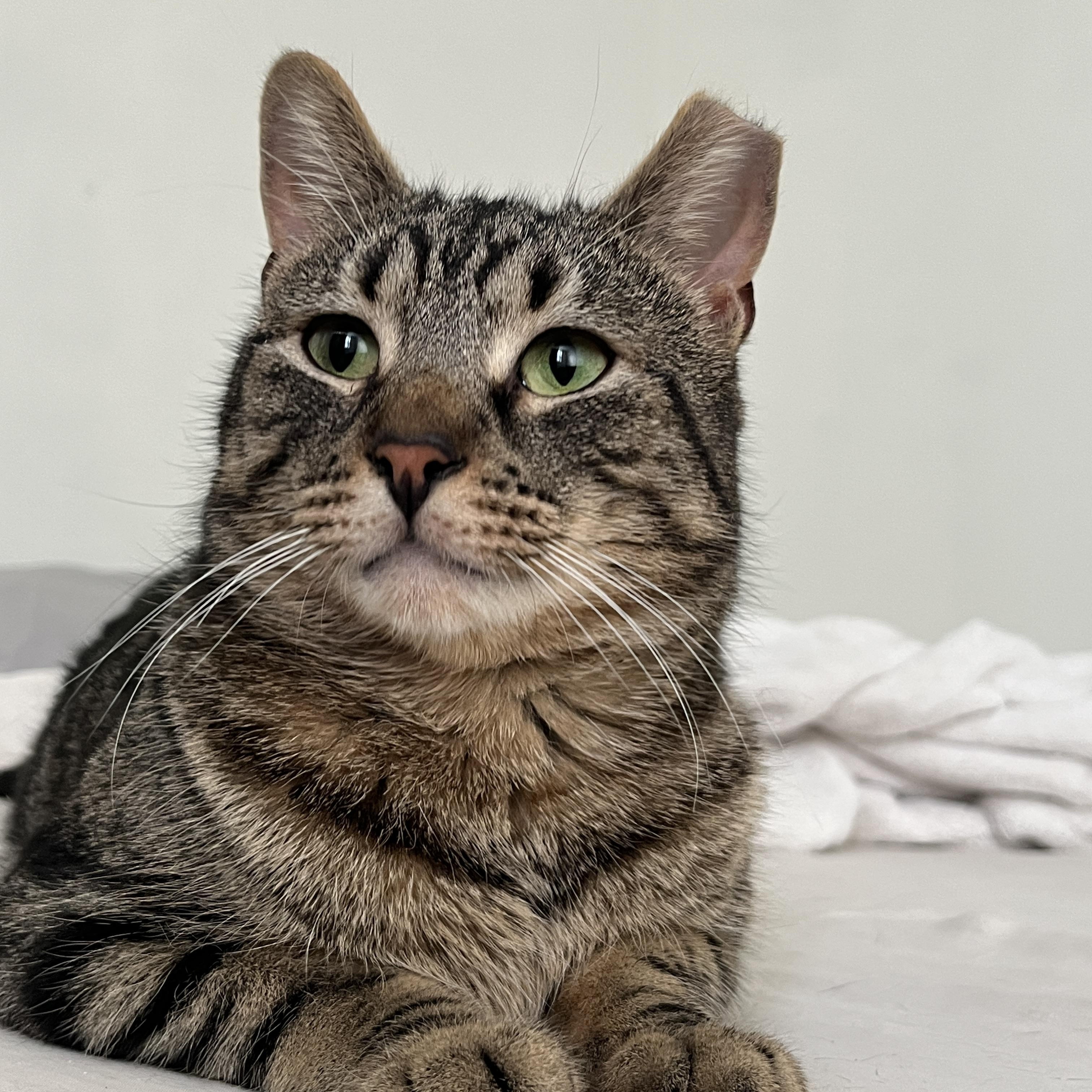 Enlarge Romeo, a ADOPTABLE Domestic Short Hair in Florham Park, NJ image 1/6