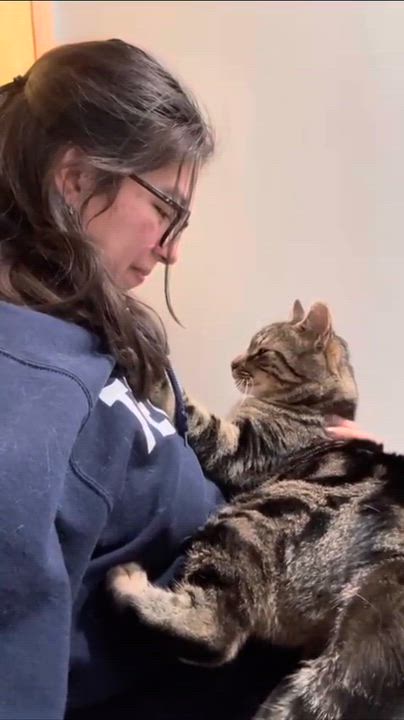 Enlarge Romeo, a ADOPTABLE Domestic Short Hair in Florham Park, NJ video 4/4