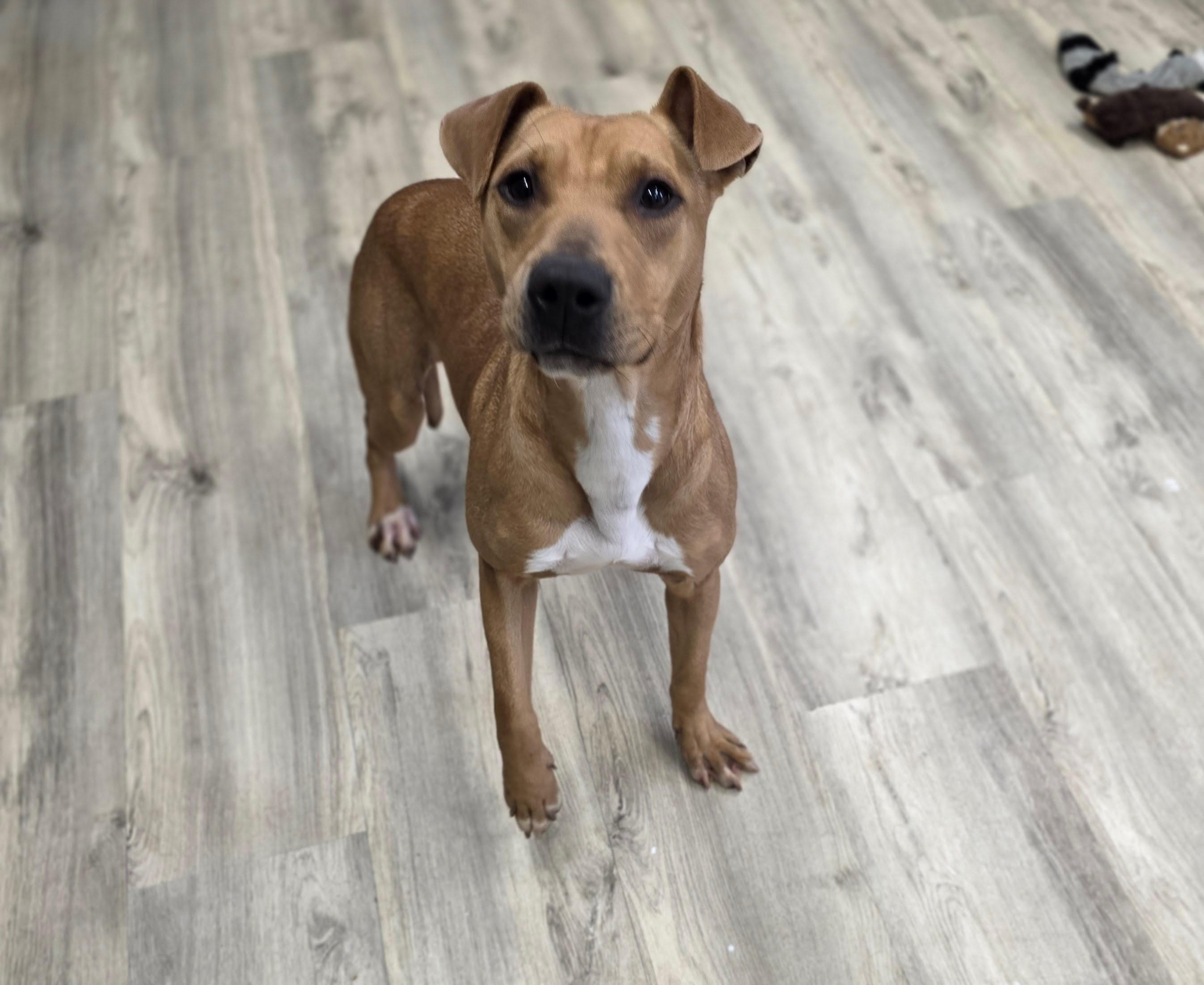 Buttercup, ADOPTABLE, Young Female Mixed Breed.