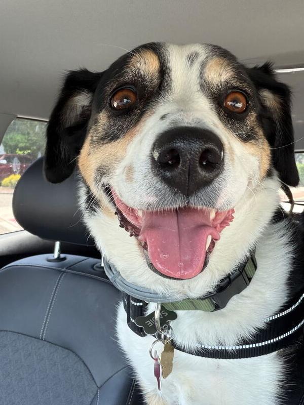 Sadie, Adoptable, Adult Female Australian Cattle Dog / Blue Heeler & Border Collie.