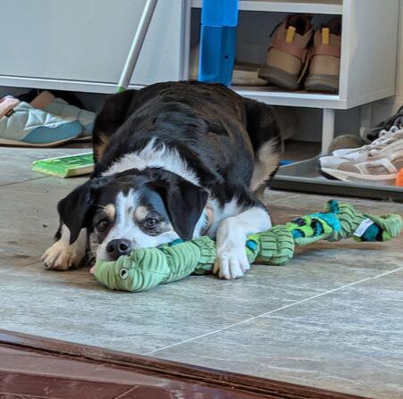 Sadie, a Adoptable mixed breed in Caldwell, NJ image 3/3