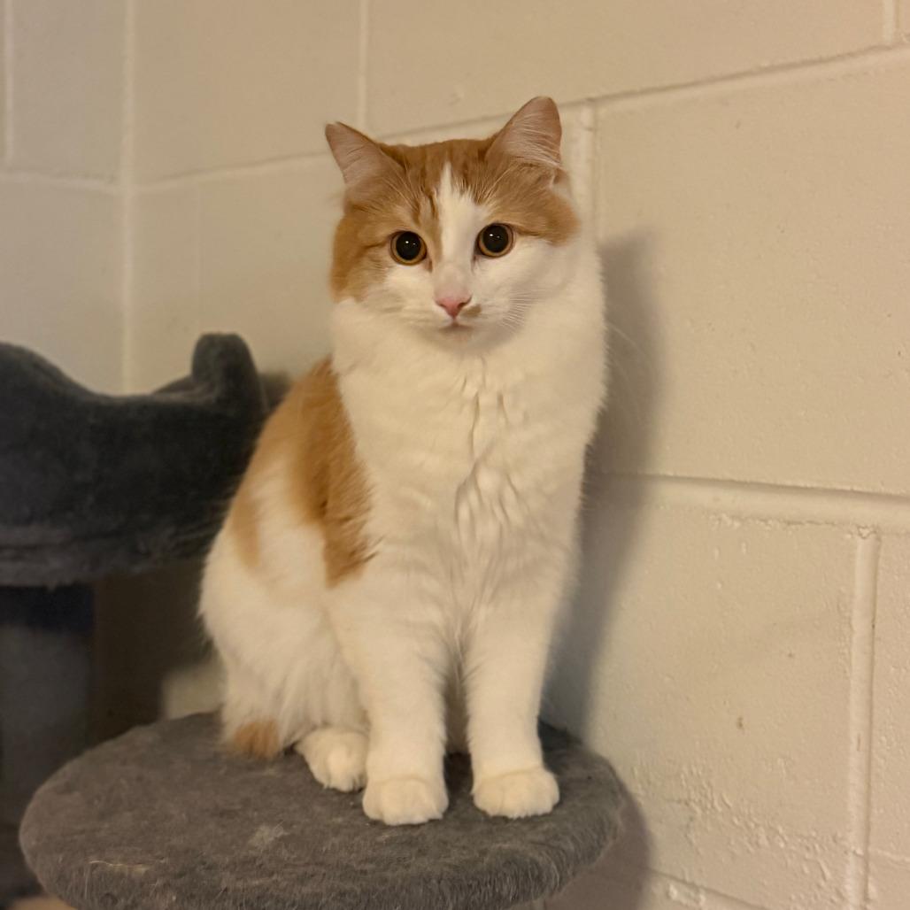 Apricot, Adoptable, Adult Female Domestic Medium Hair.
