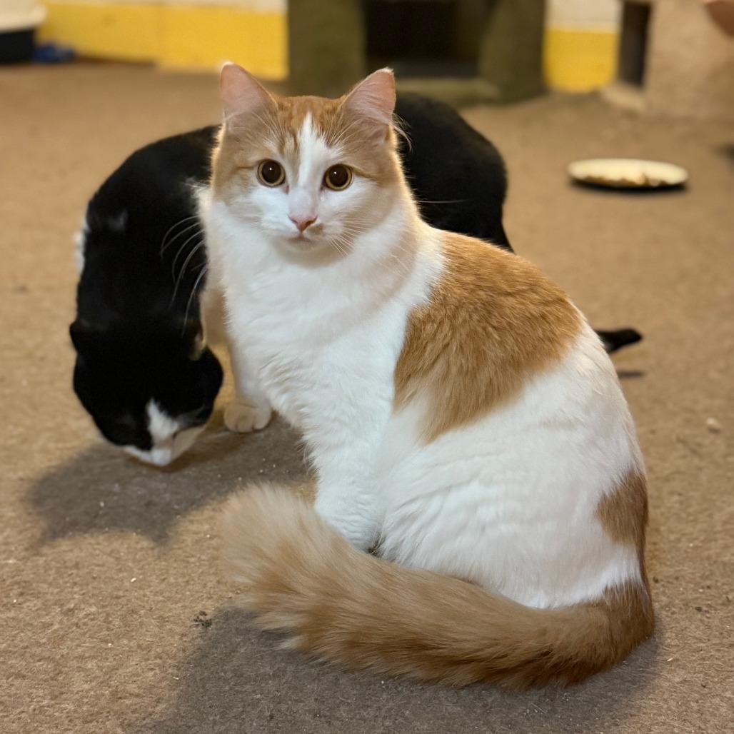 Enlarge Apricot, a Adoptable Domestic Medium Hair in Inver Grove Heights, MN image 2/4