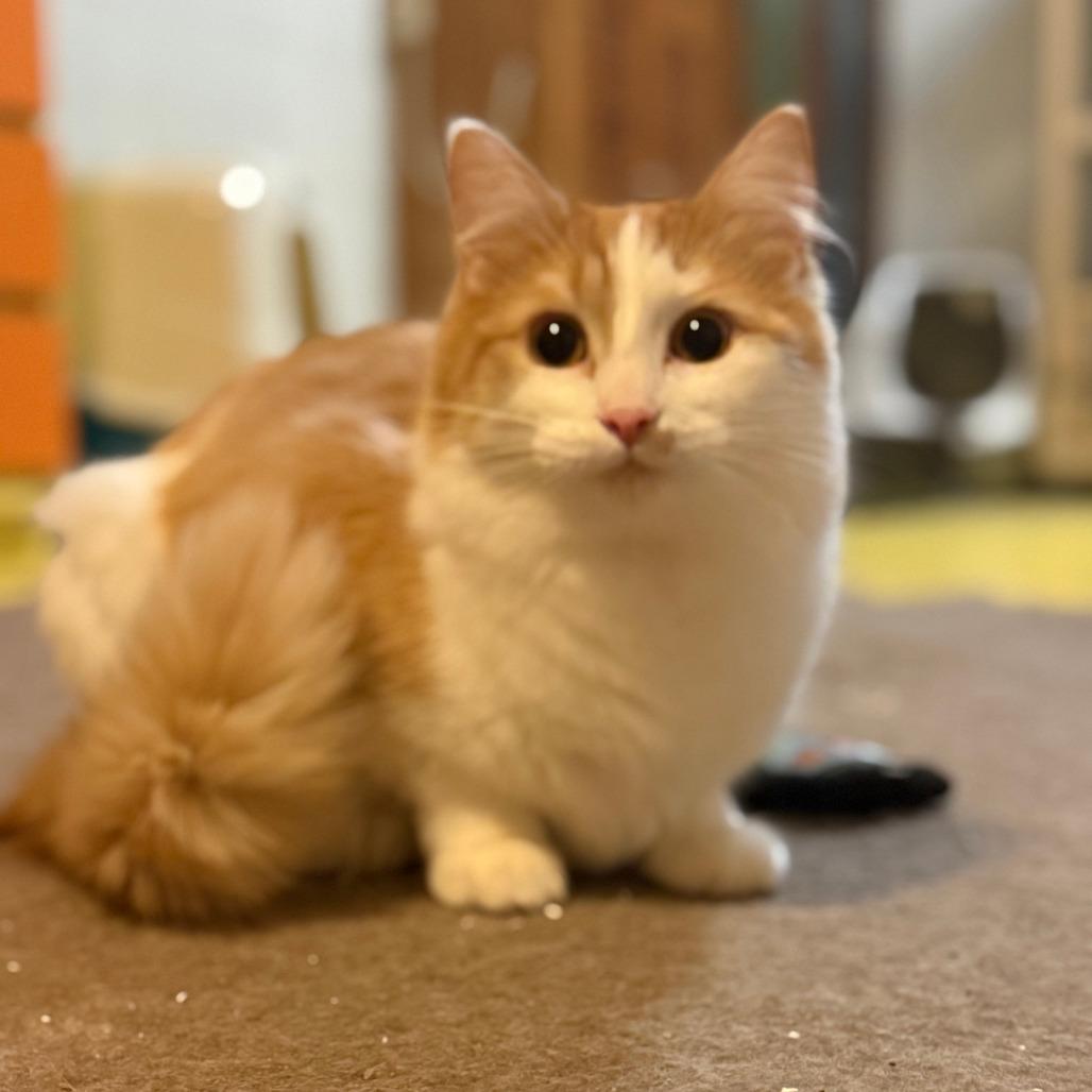 Enlarge Apricot, a Adoptable Domestic Medium Hair in Inver Grove Heights, MN image 3/4