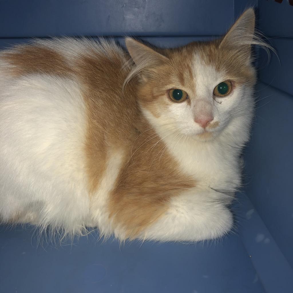 Enlarge Apricot, a Adoptable Domestic Medium Hair in Inver Grove Heights, MN image 4/4