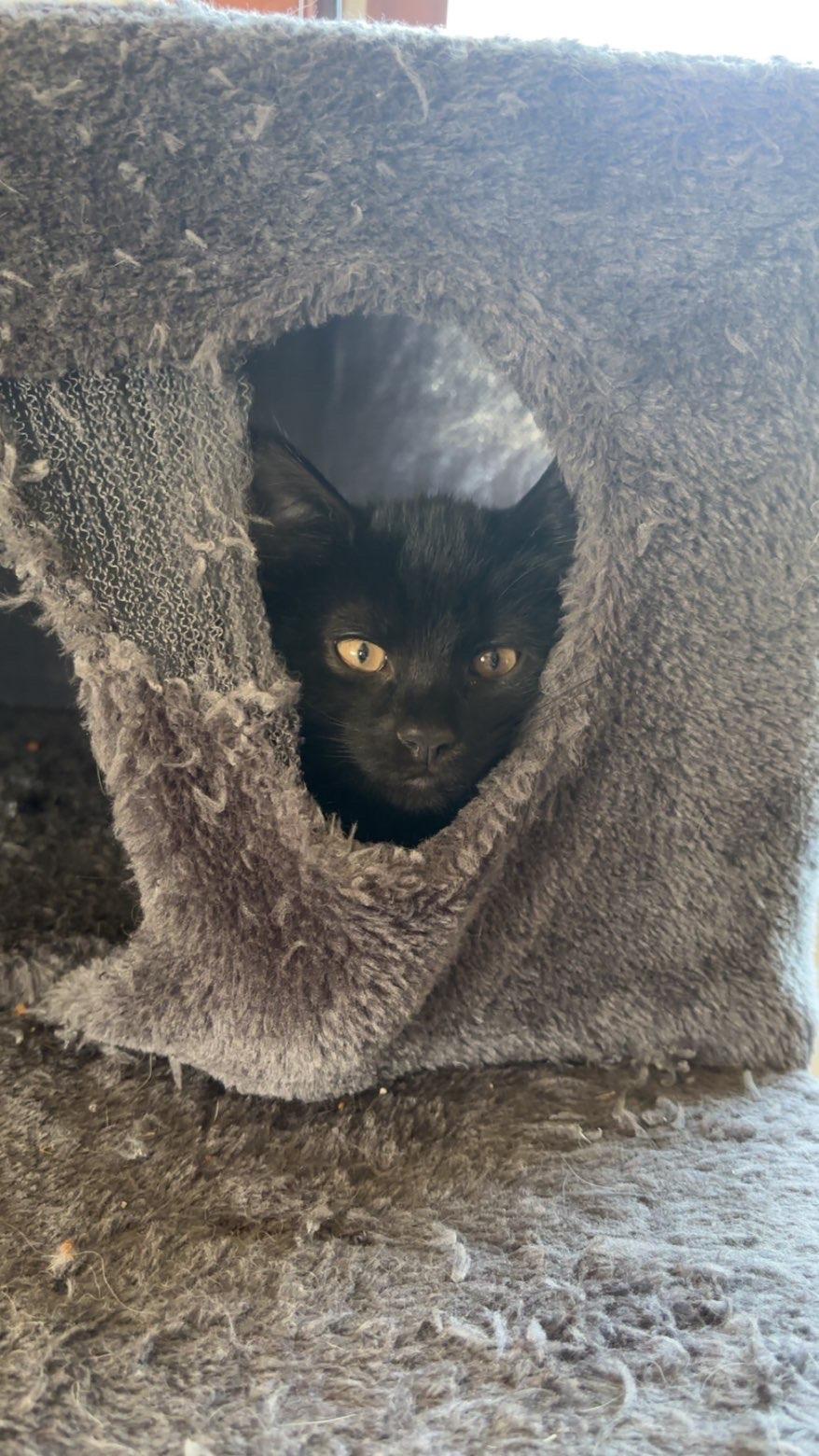 Enlarge Sirius Black, a Adoptable Domestic Short Hair in Boone, IA image 3/3