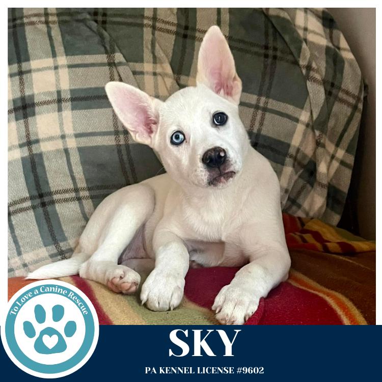 Enlarge Sky (Northern Lights Litter)  012426, a Adoptable mixed breed in Kimberton, PA image 1/4