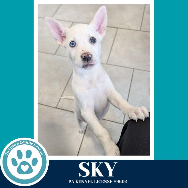 Enlarge Sky (Northern Lights Litter)  012426, a Adoptable mixed breed in Kimberton, PA image 2/4