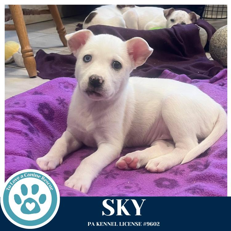 Enlarge Sky (Northern Lights Litter)  012426, a Adoptable mixed breed in Kimberton, PA image 3/4