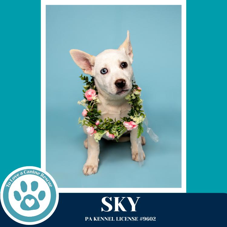 Enlarge Sky (Northern Lights Litter)  012426, a Adoptable mixed breed in Kimberton, PA image 4/4
