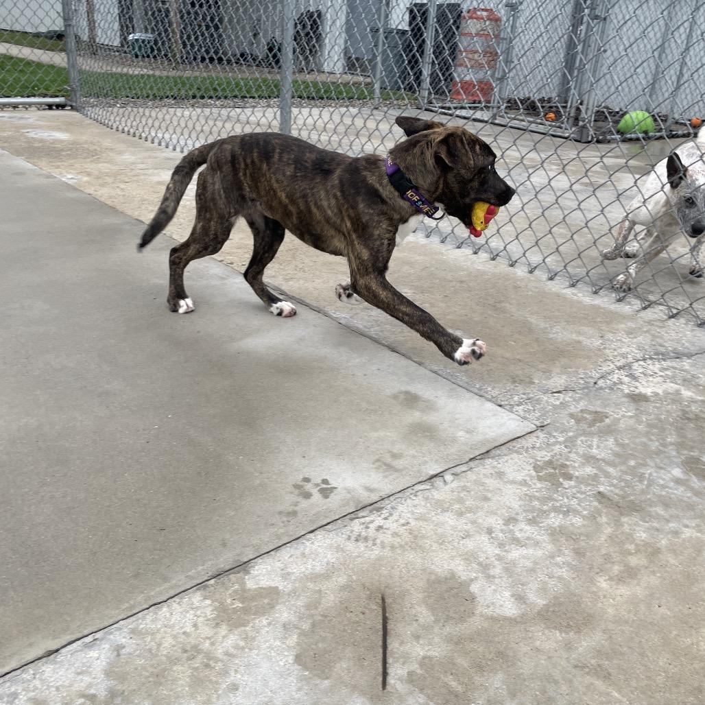 Gordita Crunch, Adoptable, Puppy Female Boxer & Mixed Breed.