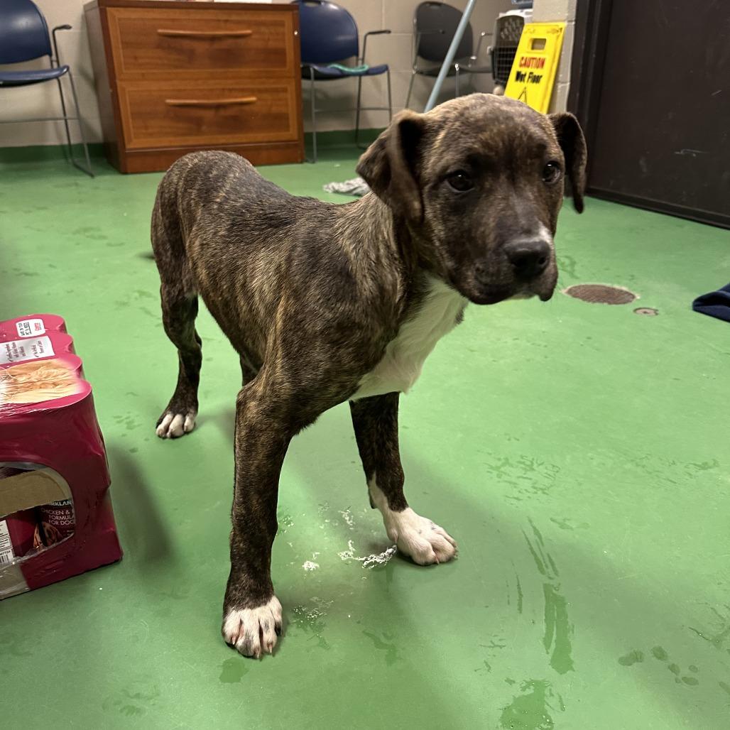 Gordita Crunch, Adoptable, Puppy Female Boxer & Mixed Breed.