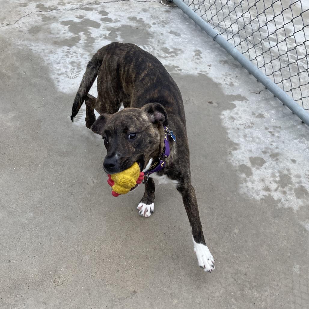 Enlarge Gordita Crunch, a Adoptable mixed breed in South Haven, MI image 3/6