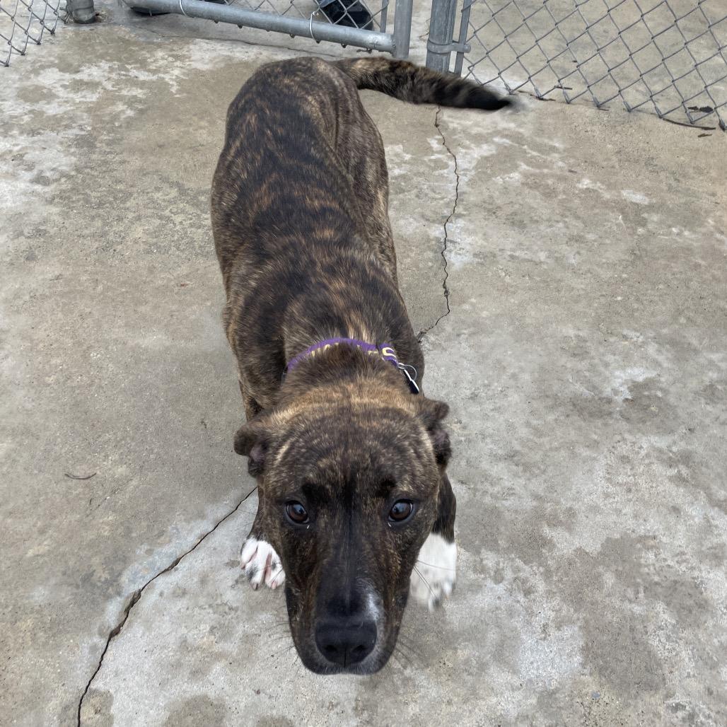 Enlarge Gordita Crunch, a Adoptable mixed breed in South Haven, MI image 5/6