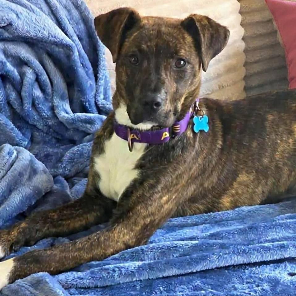 Enlarge Gordita Crunch, a Adoptable mixed breed in South Haven, MI image 5/6